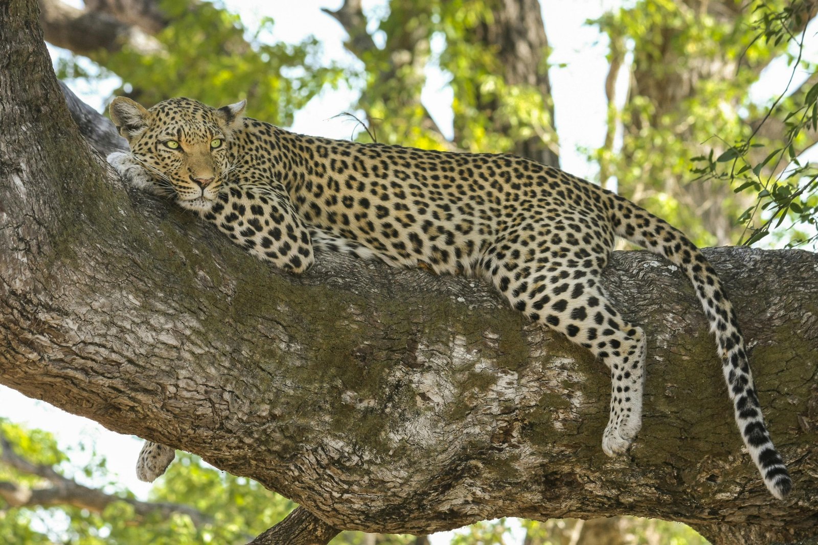 Kenya Safari